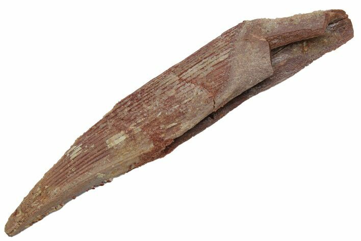 Fossil Shark (Hybodus) Dorsal Spine - Kem Kem Beds, Morocco #220029